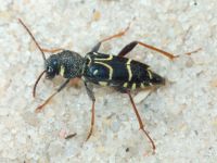 Xylotrechus antilope