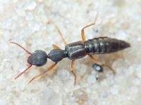 Staphylinidae