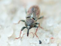Tychius cuprifer