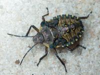 Pentatoma (Pentatoma) rufipes