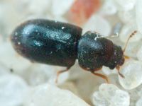Orthocis lucasi