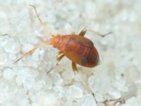 Salicarus roseri