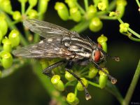 Sarcophaga carnaria