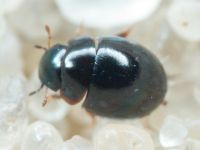 Chaetarthria