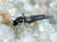 Staphylinidae