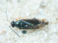 Bryocorinae