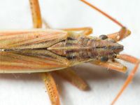 Miridae