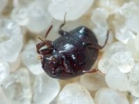 Abraeus perpusillus