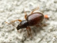 Exomias pellucidus