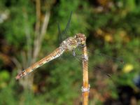 Sympetrum striolatum