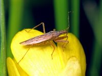 Nabis rugosus