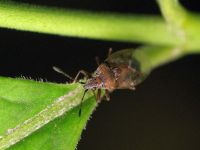 Kleidocerys resedae