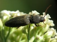 Agriotes gurgistanus