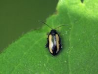 Phyllotreta nemorum