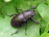 Lucanus cervus