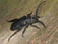 Prionus coriarius