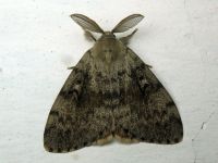 Lymantria dispar
