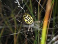 Argiope bruennichi