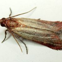 Plodia interpunctella