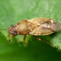 Cymus melanocephalus