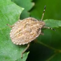 Dolycoris baccarum