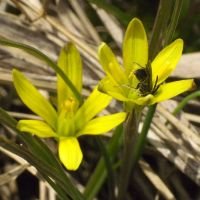 Gagea bohemica