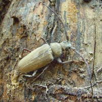 Aegosoma scabricorne