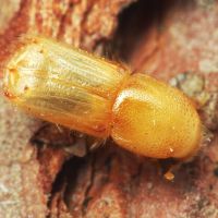 Ips sexdentatus
