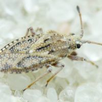 Tingis (Tropidocheila) caucasica