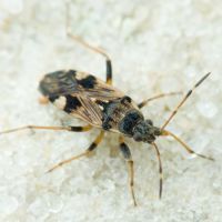 Beosus maritimus