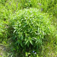 Phlomis pungens