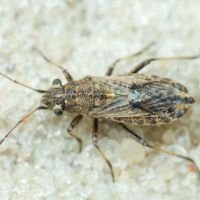 Ortholomus punctipennis