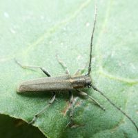 Phytoecia nigricornis