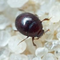 Abraeus perpusillus