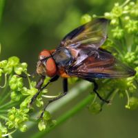 Phasia hemiptera