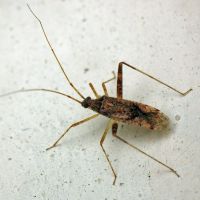 Phytocoris