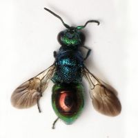 Pseudomalus auratus