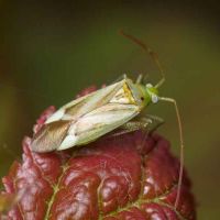 Adelphocoris lineolatus