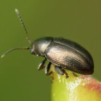 Chaetocnema aridula