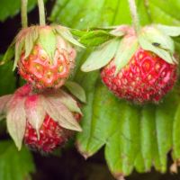 Fragaria