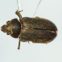 Heterocerus fenestratus