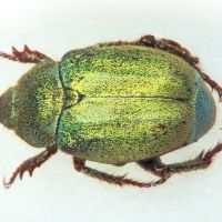 Hoplia