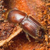 Ips sexdentatus