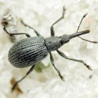 Ischnopterapion loti