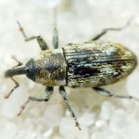 Cosmobaris scolopacea