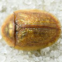 Hypocassida cornea