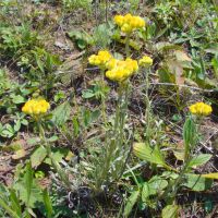 Helichrysum arenarium