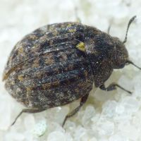 Byrrhidae