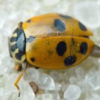 Hippodamia variegata