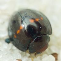 Chilocorus bipustulatus